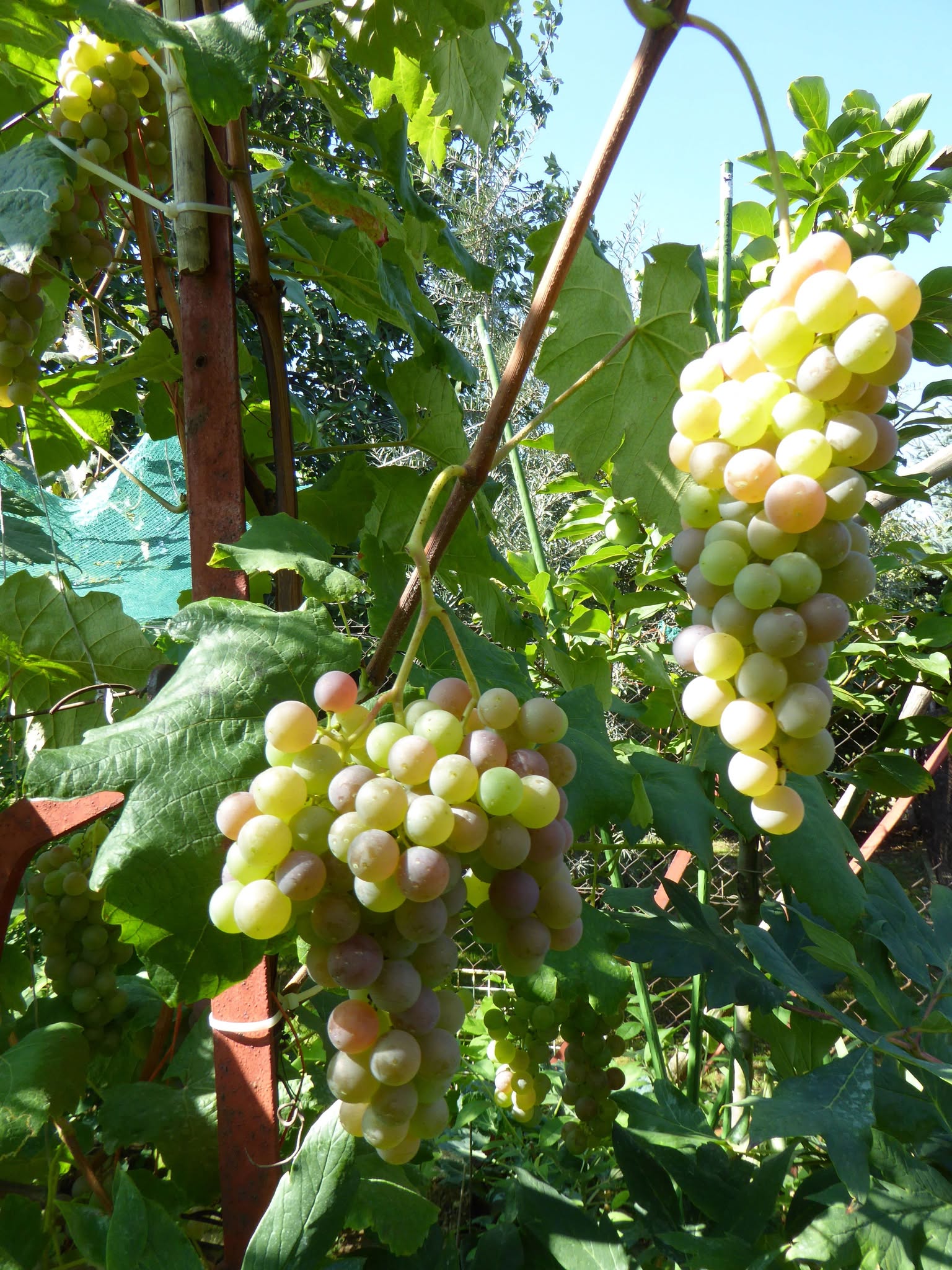 Biele hrozno 'Solaris' 